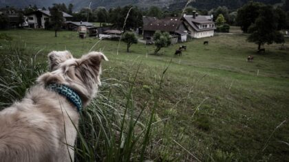 Trygg kjøring med hund i bilen: praktiske råd som gir mer kontroll og mindre uro