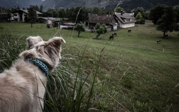 Trygg kjøring med hund i bilen: praktiske råd som gir mer kontroll og mindre uro