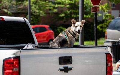 Sikker og rolig bilferie med hund: enkle grep som gjør turen bedre for alle