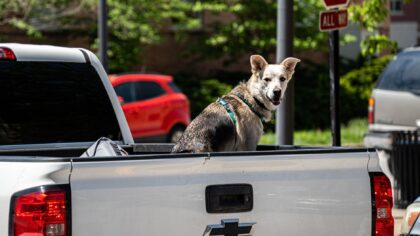 Sikker og rolig bilferie med hund: enkle grep som gjør turen bedre for alle