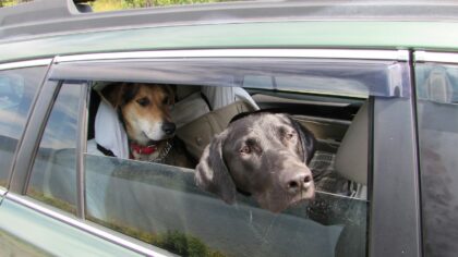 Slik frakter du hund og katt trygt i bilen uten stress og kaos